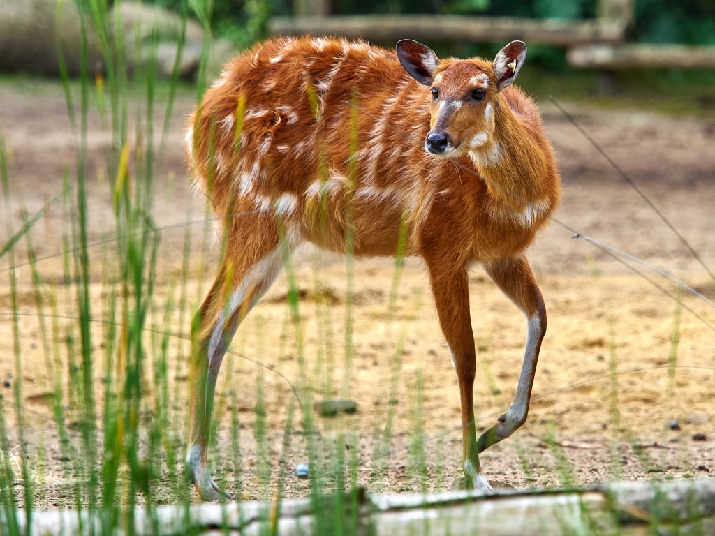 Sitatoenga DierenPark Amersfoort