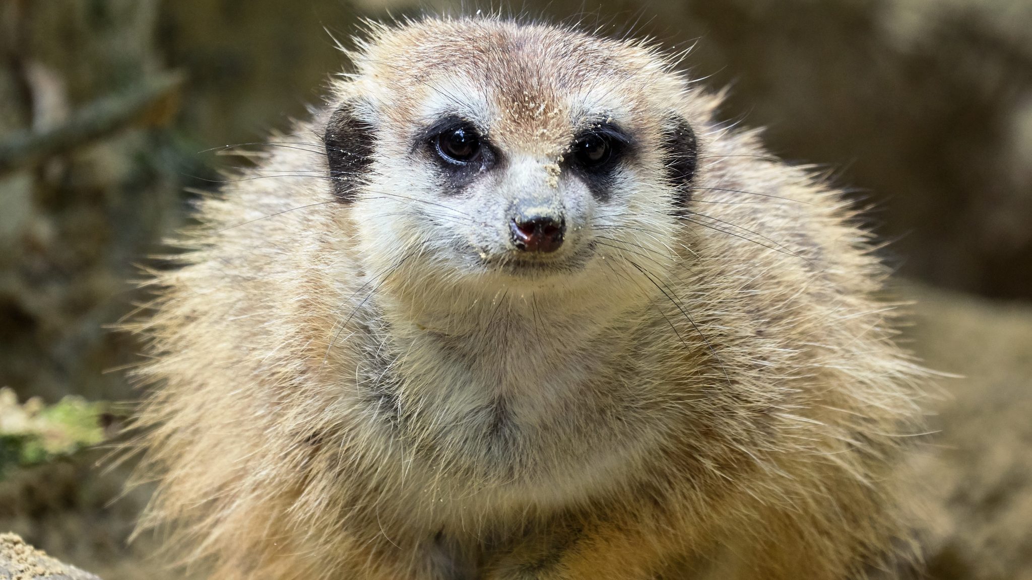 Alles Over Het Stokstaartje Ontmoet Onze Dieren DierenPark Amersfoort