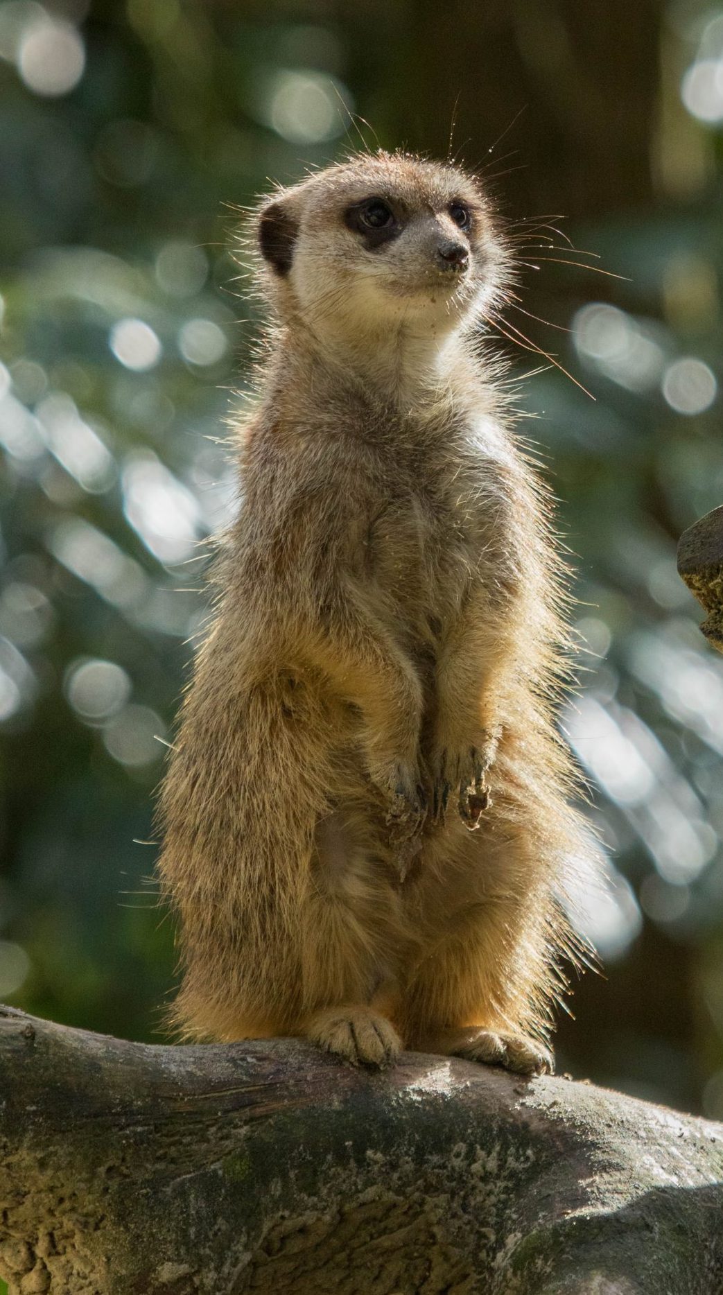Alles Over De Geit Ontmoet Onze Dieren DierenPark Amersfoort