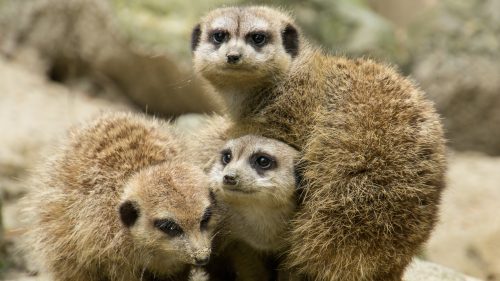 Stokstaartje | Ontmoet onze dieren | DierenPark Amersfoort