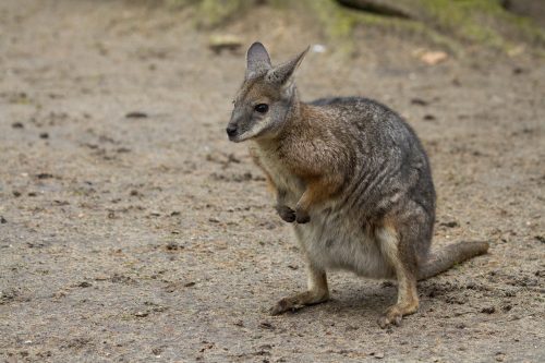 Tammar Wallaby