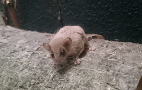 Vliegende Buidelmuis (3)