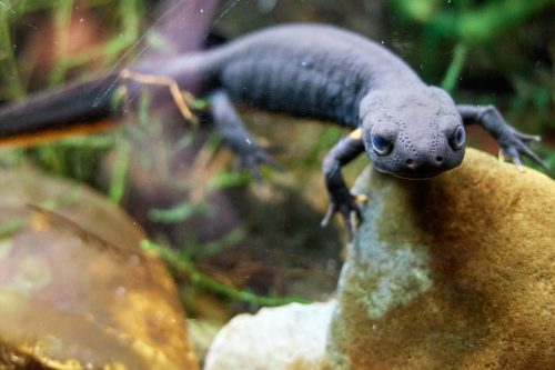 Vuurbuiksalamander (4)