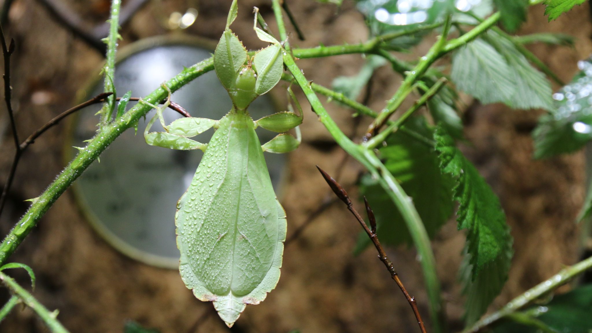 Alles over het: wandelend blad | Ontmoet onze dieren | DierenPark
