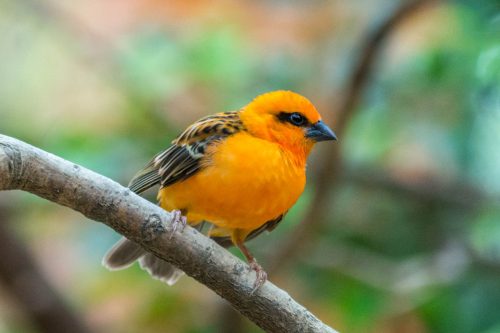 Wevervogel