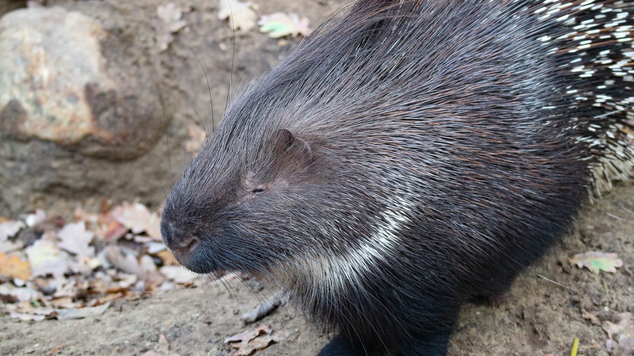 Alles over het stekelvarken | Ontmoet onze dieren | DierenPark Amersfoort