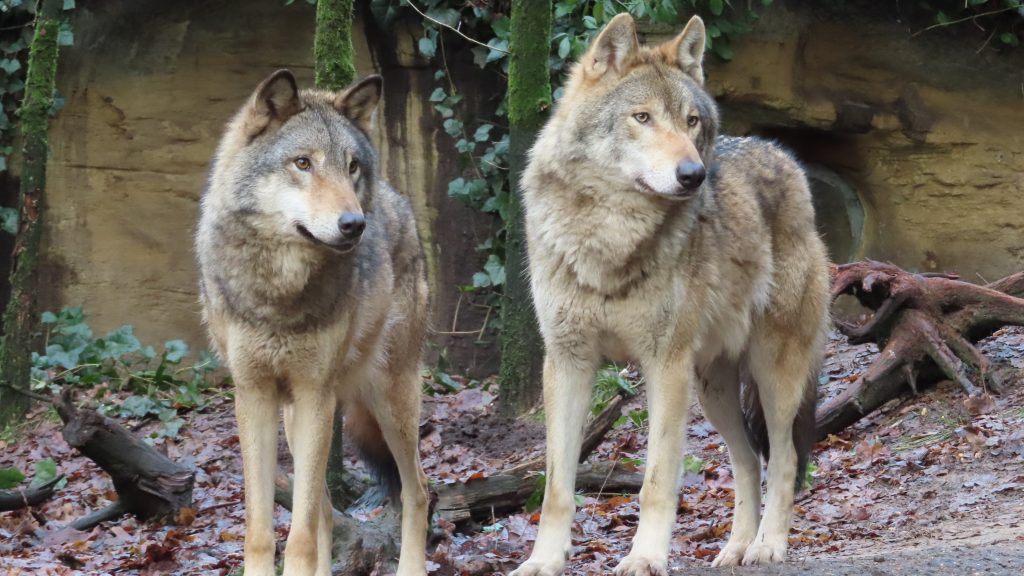 Alles over de wolf | Ontmoet onze dieren | DierenPark Amersfoort