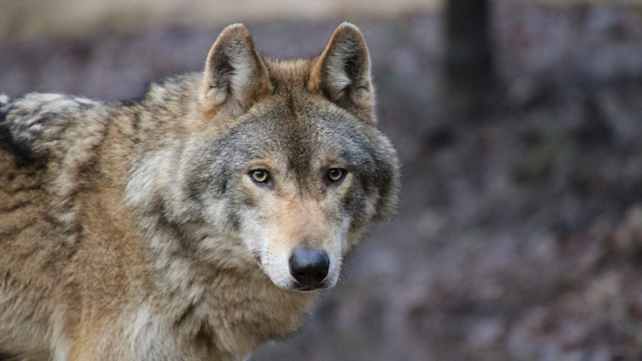 Alles over de wolf | Ontmoet onze dieren | DierenPark Amersfoort