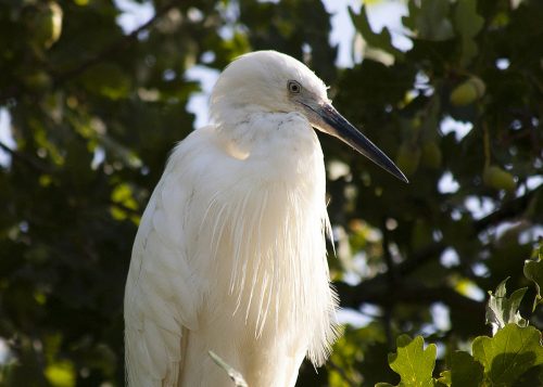 Zilverreiger
