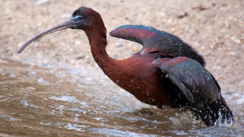 Zwarte ibis
