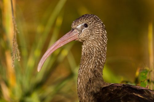 Zwarte Ibis