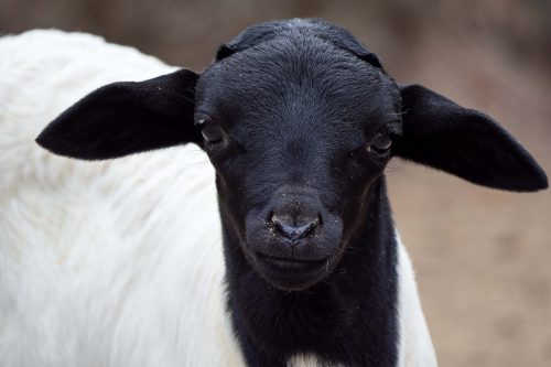 Zwartkopschaap