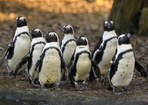 Zwartvoetpinguin