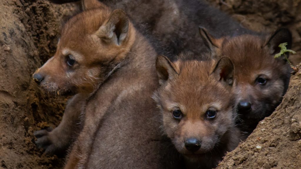 Alles over de wolf | Ontmoet onze dieren | DierenPark Amersfoort