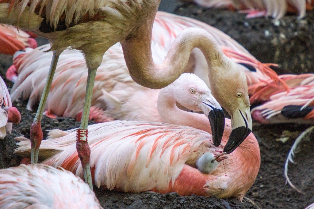 Flamingo met kuiken