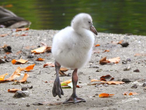 Flamingokuiken loopt buiten