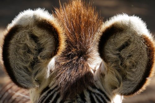 Zebra DierenPark Amersfoort