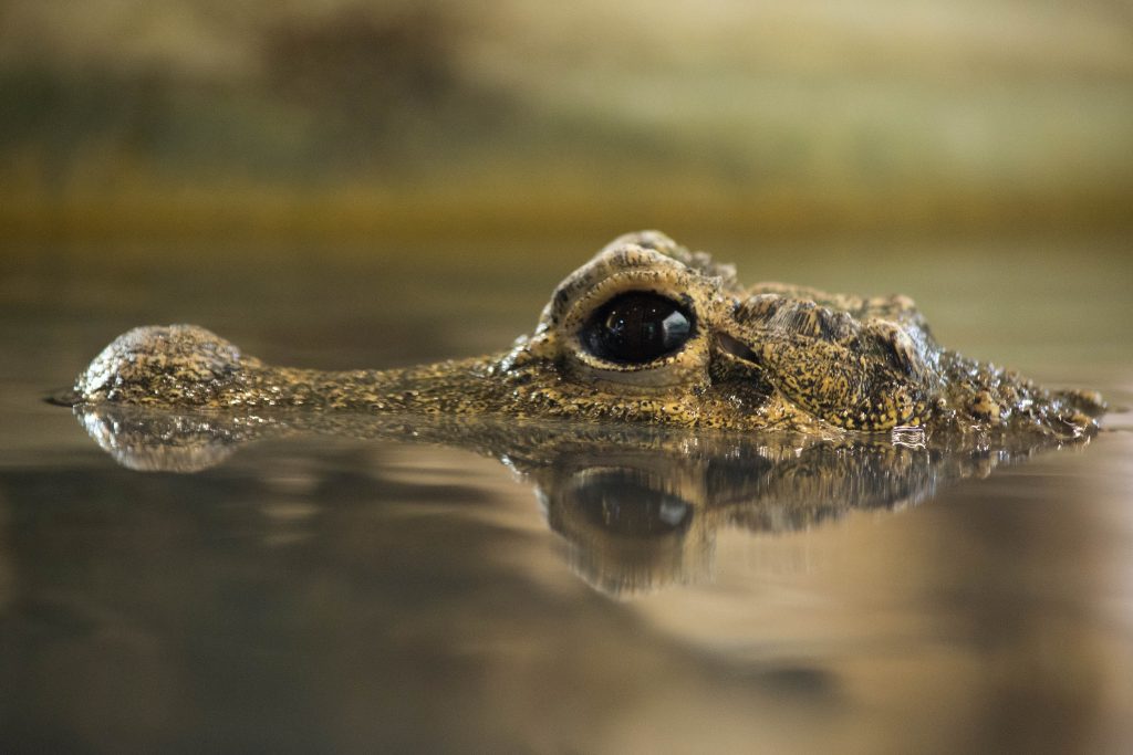 Krokodil Ontmoet Onze Dieren DierenPark Amersfoort krokodil-ontmoet-onze-dieren-dierenpark-amersfoort
