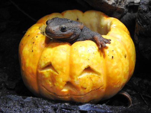 Krokodilsalamander