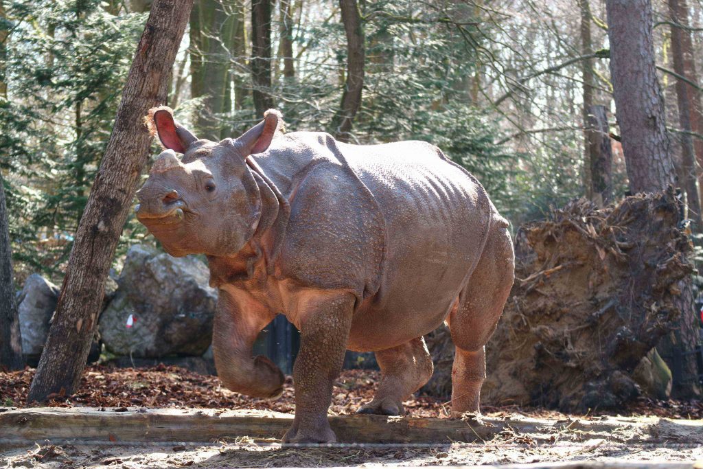Alles over de Indische neushoorn Ontmoet
