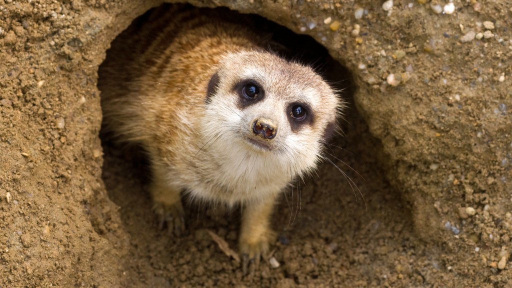 Alles over het: stokstaartje | Ontmoet onze dieren | DierenPark Amersfoort