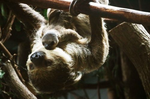 Luiaard geboren – DierenPark Amersfoort