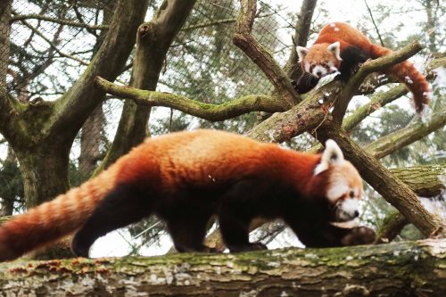 rode panda dierenpark amersfoort