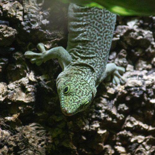 standing daggekko