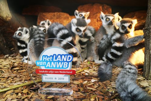 Ringstaartmaki’s met zilveren award Leukste Uitje
