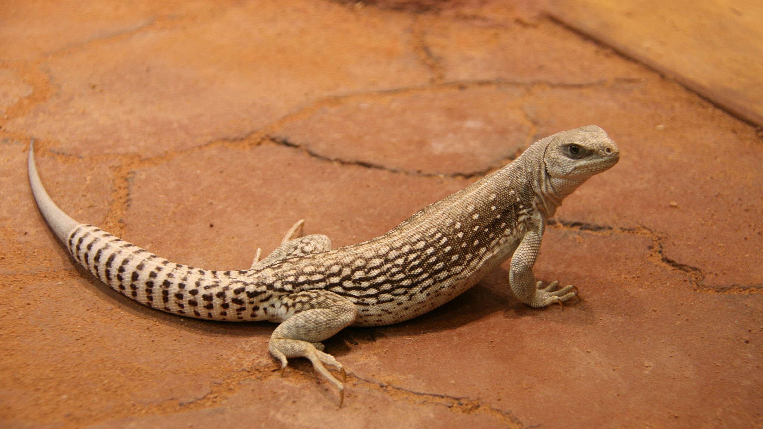 Alles over de woestijnleguaan | DierenPark Amersfoort