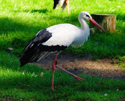 De ooievaar