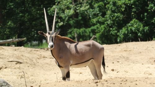 Beisa oryx