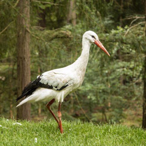 Ooievaar