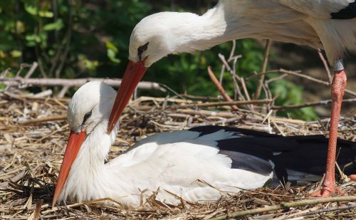 Ooievaars DierenPark Amersfoort
