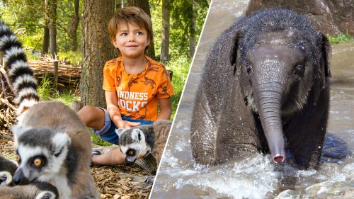 Zomervakantie DierenPark Amersfoort