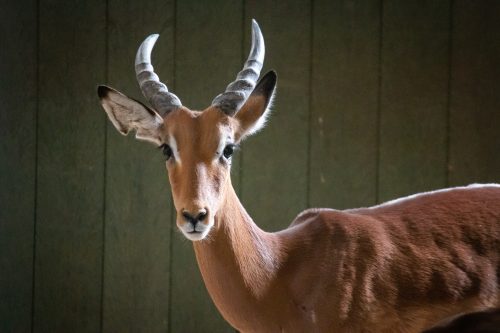 impala