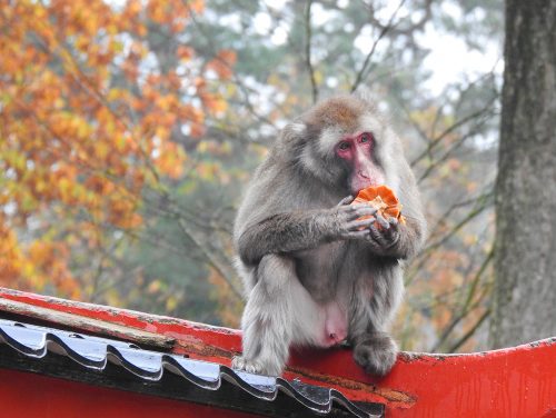 Japanse makaak neemt een hapje