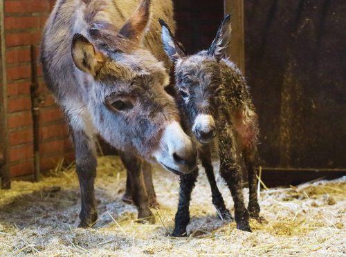 Moeder Olivia met veulen Bonnie