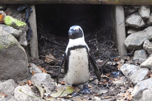 Pinguïnman voor nest