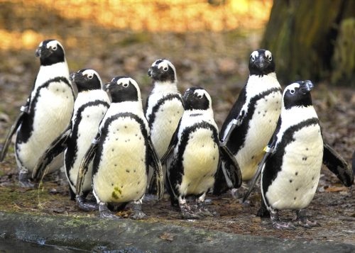 Omringd markeerstift dok Alles over de: pinguïn | Ontmoet onze dieren | DierenPark Amersfoort