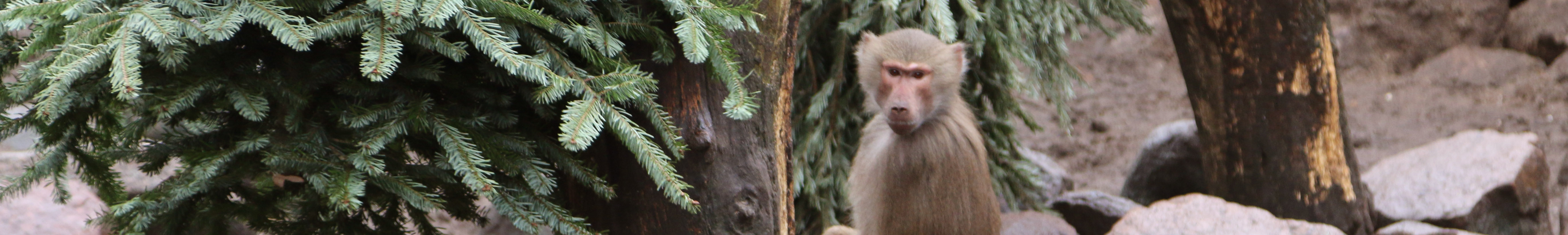 Dieren verrast met kerstbomen DierenPark Amersfoort