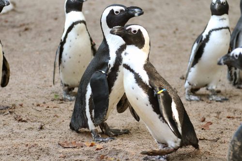 Pinguïn-homokoppel kaapt eieren van lesbisch stel