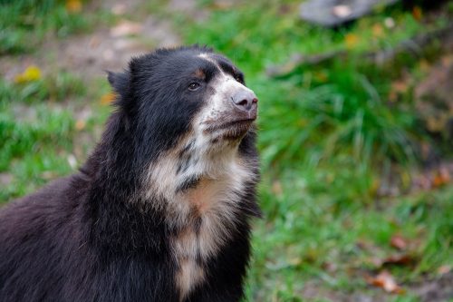 DierenPark Amersfoort verwelkomt brilberen – Credit M Appel