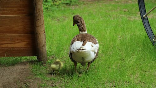 Gans
