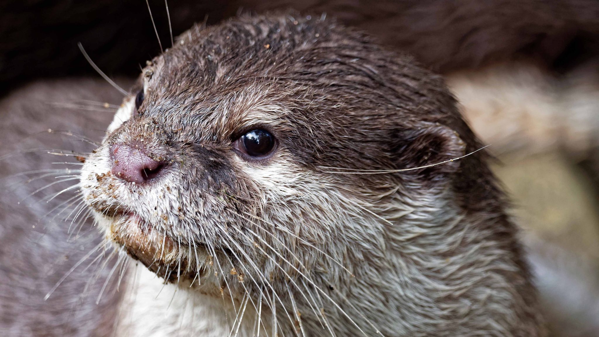 Jaar van de otter | Blog: Saskia Visser (Dierverzorging) & Elze Polman