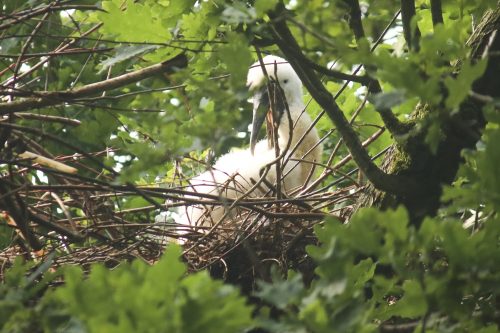 Het kuiken is nu nog pluizig en heeft een zwartgrijze snavel, maar over een tijdje zal het jong zich tooien in stralend witte veren.