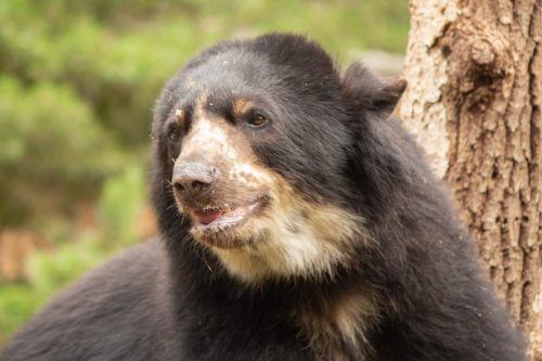 Brilberen in DierenPark Amersfoort