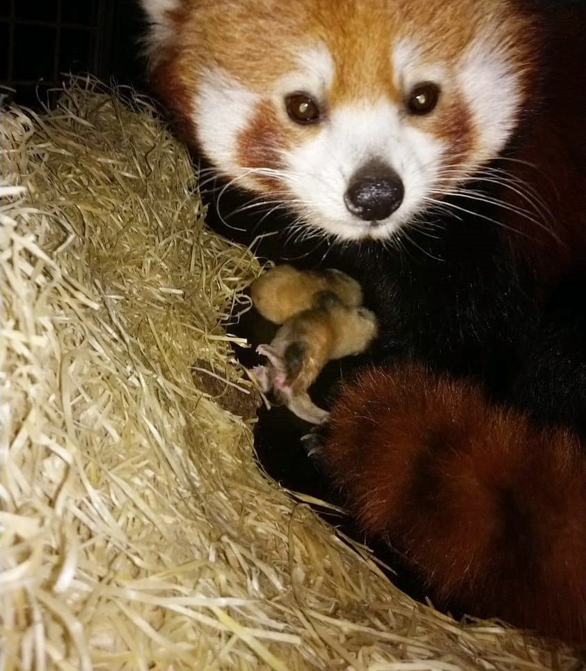 Rode Panda’s Geboren In DierenPark Amersfoort | DierenPark Amersfoort