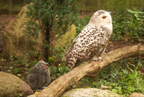 Nu de drie jongen rondwaggelen, zorgen beide ouders voor hen