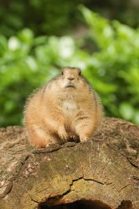 prairiehondje